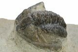 Bargain, Diademaproetus Trilobite - Foum Zguid, Morocco #310280-2